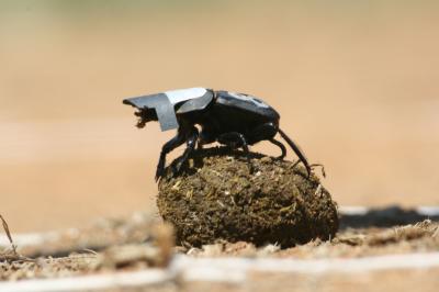 Los investigadores tuvieron que ponerles viseras a los escarabajos peloteros para bloquear la luz y así demostrar que usaban los cuerpos celestes como guías. Crédito de la fotografía: Marcus Byrne.