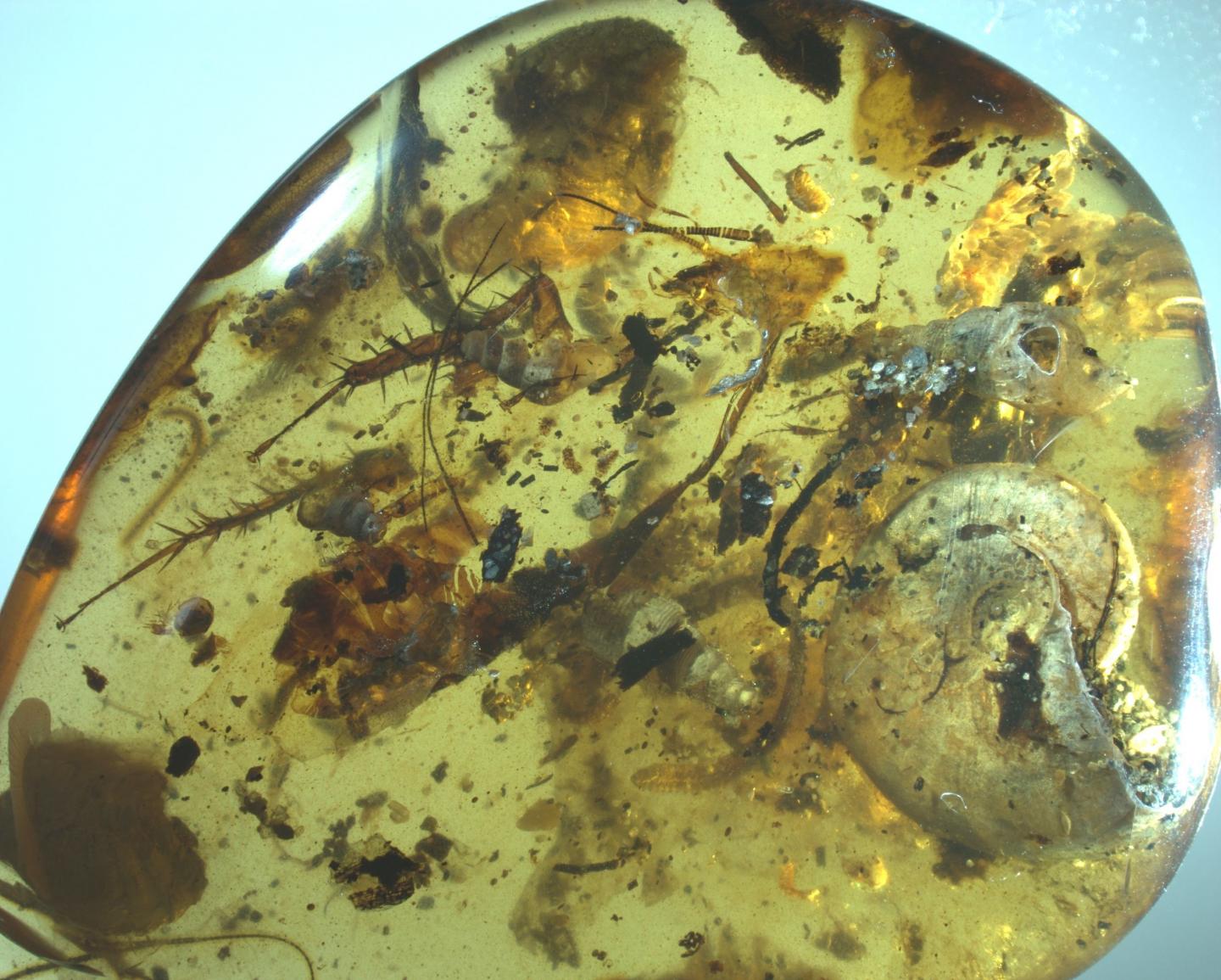 Además de una concha de ammonite, en esta pieza de ámbar se encuentran atrapados unos 40 animales. Crédito: NIGPAS