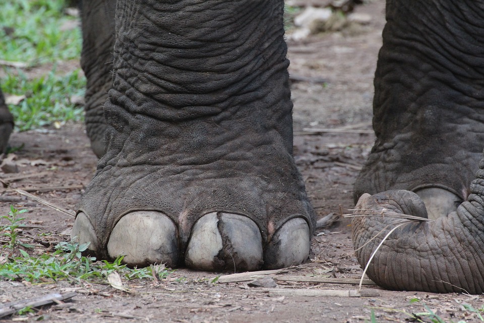 Los pies de los elefantes tienen una circunferencia de más de 1 metro. Crédito: Jane Lofthouse.