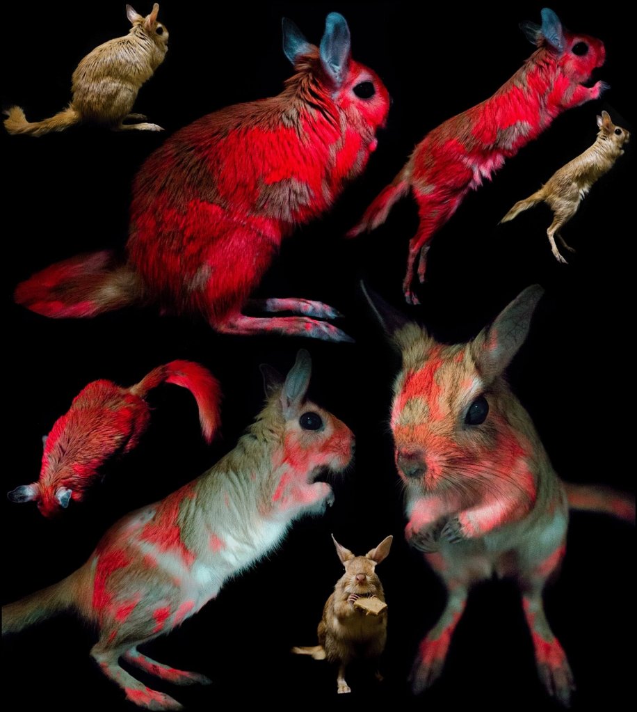 Las liebres saltadoras (Pedetes capensis) se vuelven de color rojo cuando son iluminadas con luz ultravioleta gracias a la biofluorescencia