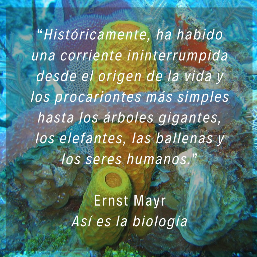 Históricamente, ha habido una corriente ininterrumpida desde el origen de la vida y los procariontes más simples hasta los árboles gigantes, los elefantes, las ballenas y los seres humanos. Ernst Mayr, Así es la biología.