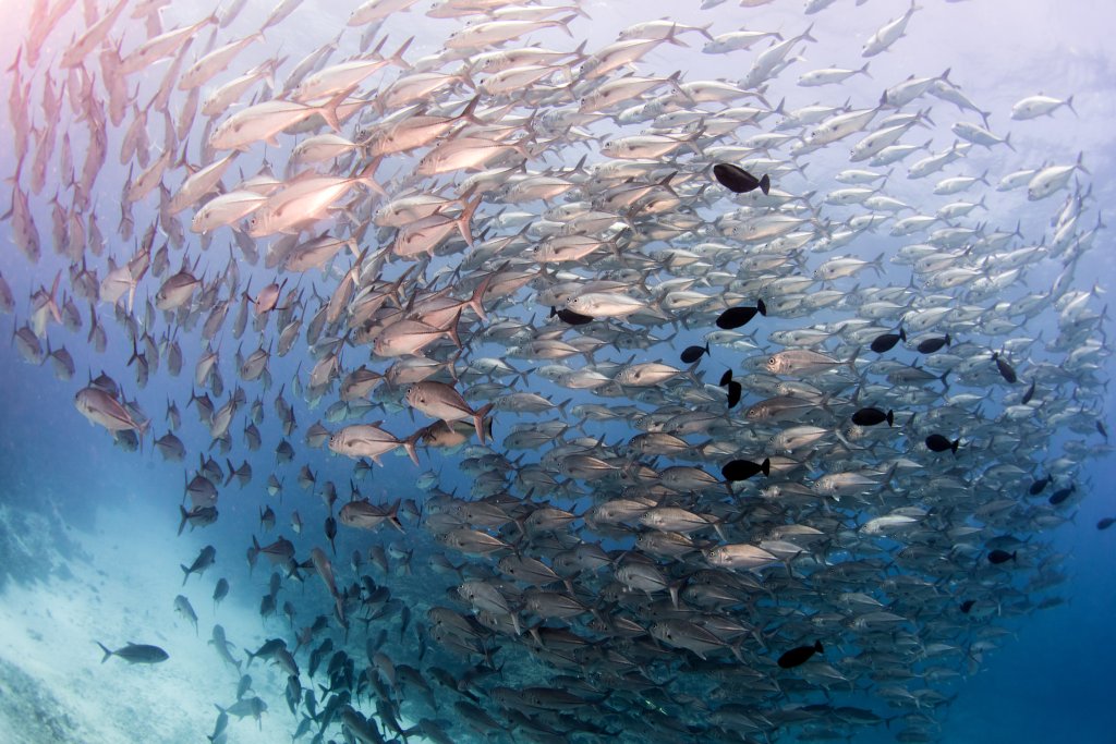 Mediante la respiración y excreción los peces movilizan alrededor de 1650 millones de toneladas anuales de carbono.