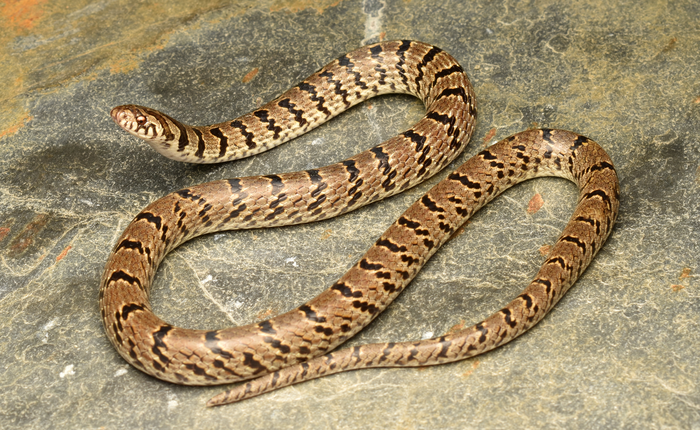 Serpiente kukri (Oligodon churahensis)