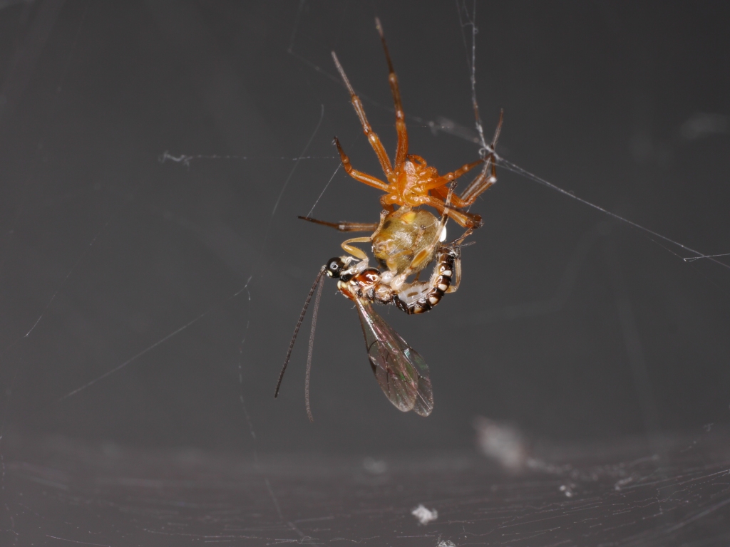 Avispa de la especie Zatypota maculata atacando a una araña del género Anelosimus .