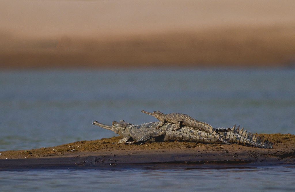 Una madre de gavial (Gavialis gangeticus) con su cría.