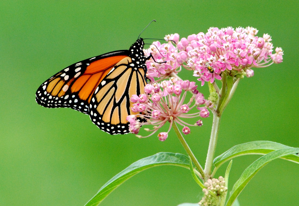 Las mariposas monarcas (Danaus plexippus) son las protagonistas de una extraordinaria migración